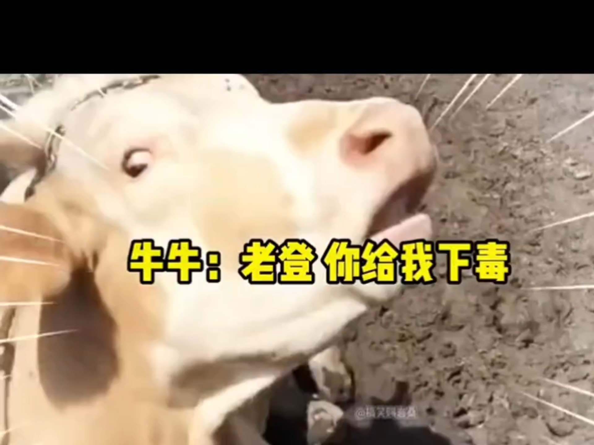 超长8分钟爆笑段子，我笑...