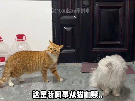 搞笑视频