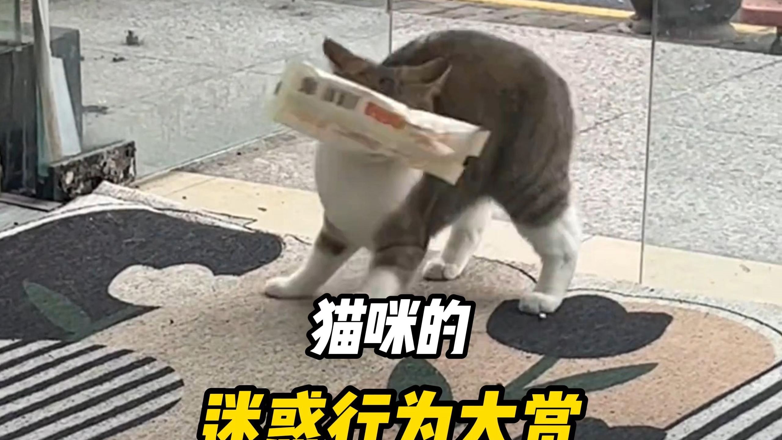 迟早要被这傻猫笑死~