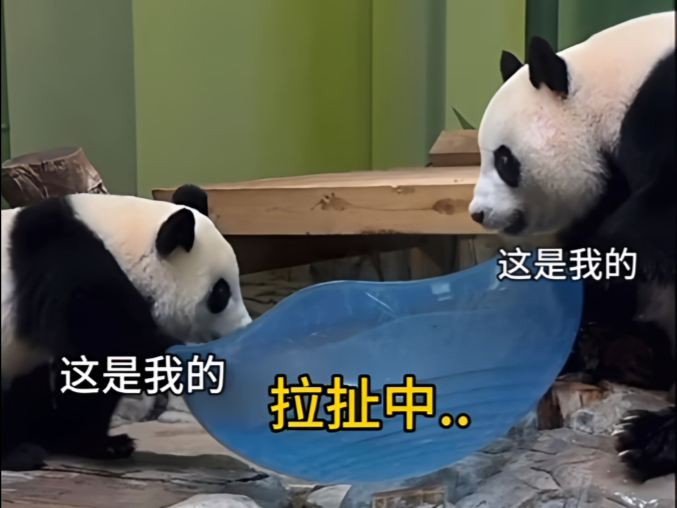 《母慈女孝、猪飞萌跳的一...