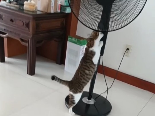 我家傻猫不可能那么憨憨！...