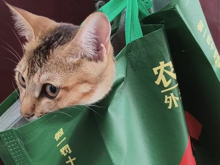 毛毛又做错事了