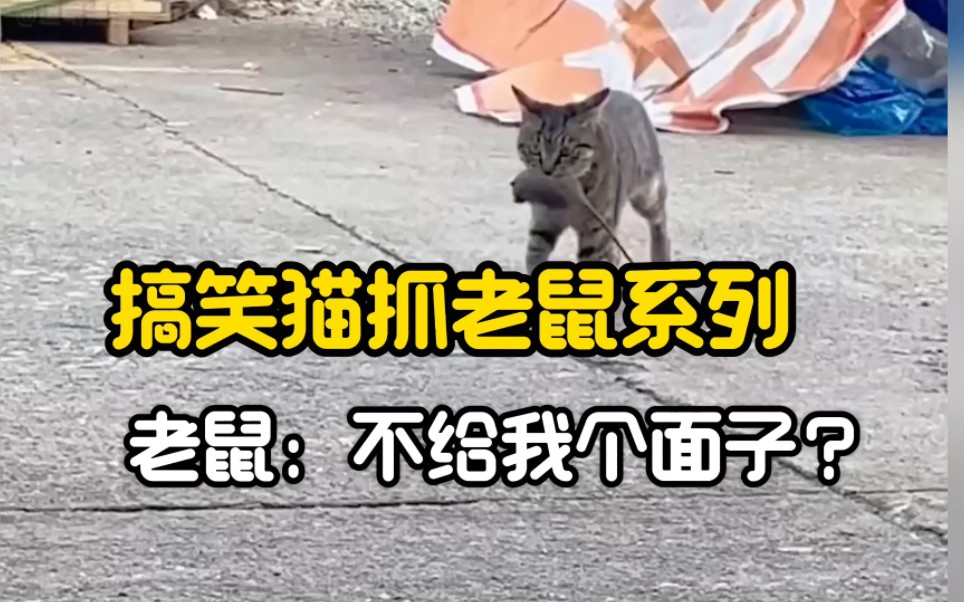 搞笑猫抓老鼠系列，老鼠：...