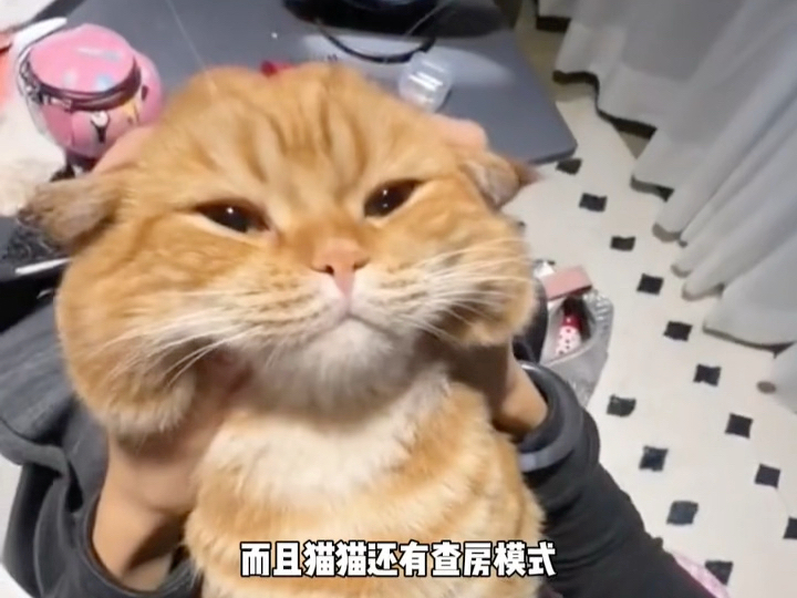 猫猫真正的端水大师