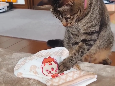 兴奋到不行的猫和乌龟
