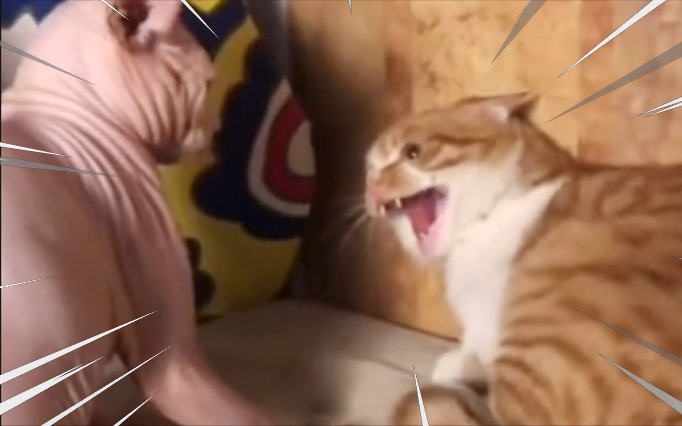 猫：请你穿上衣服！！！