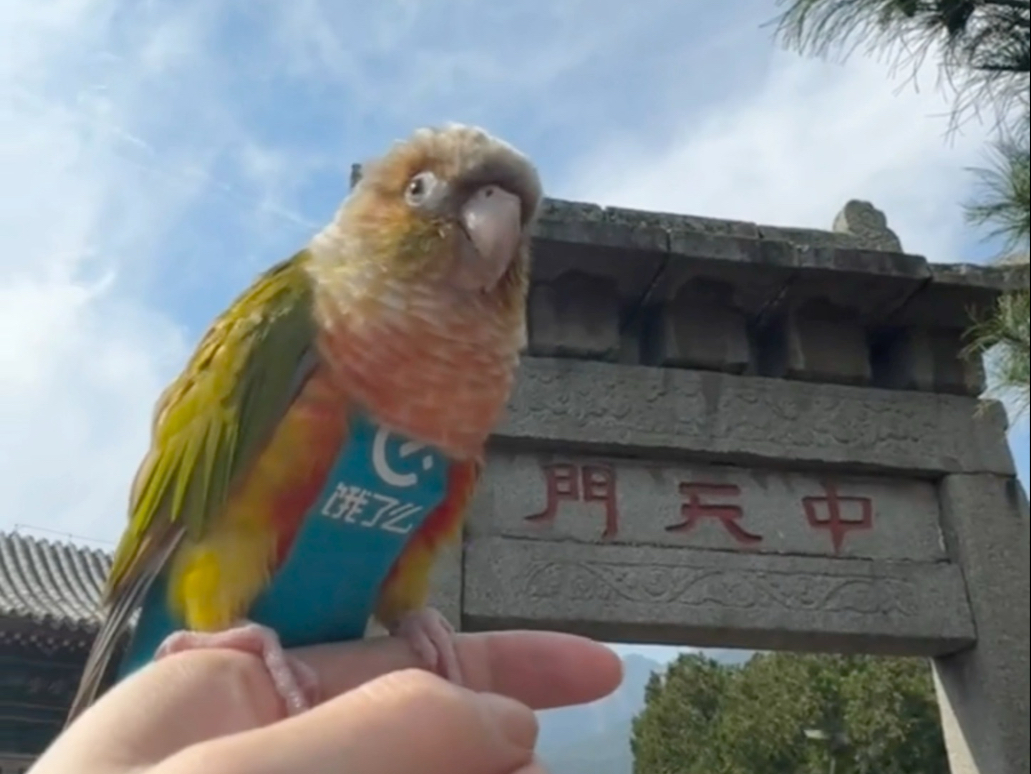 鸟生足迹……城市打卡