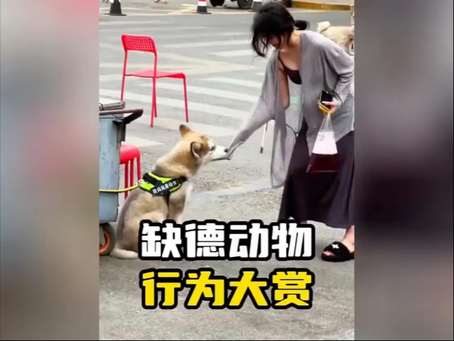 盘点那些缺德动物搞笑瞬间...