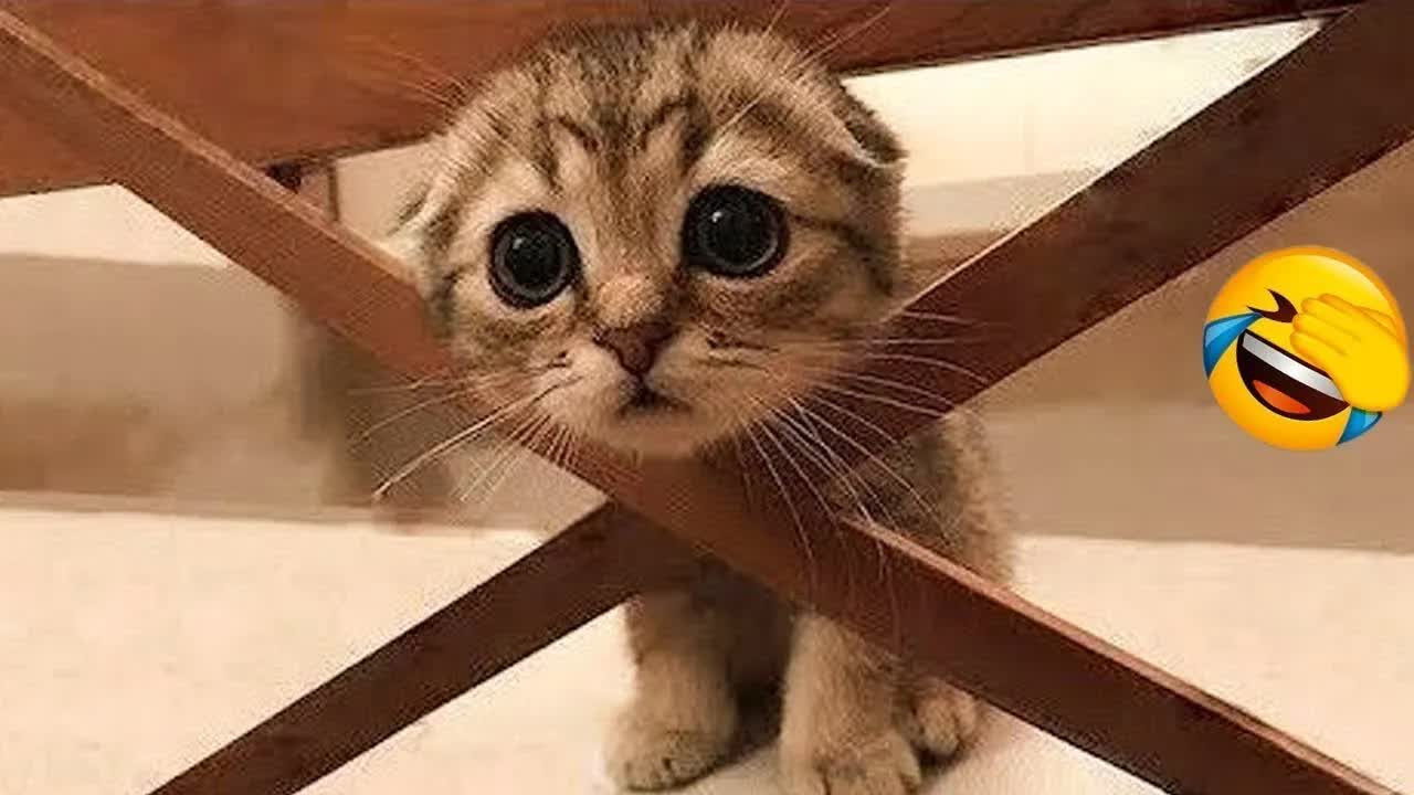 2025猫狗欢乐多 看完...