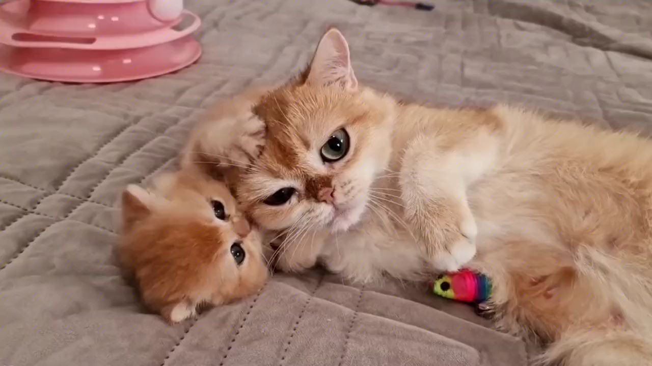 刚满月的奶猫被强行洗澡，...