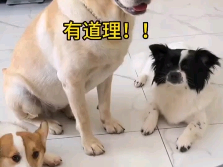狗狗搞笑视频合集