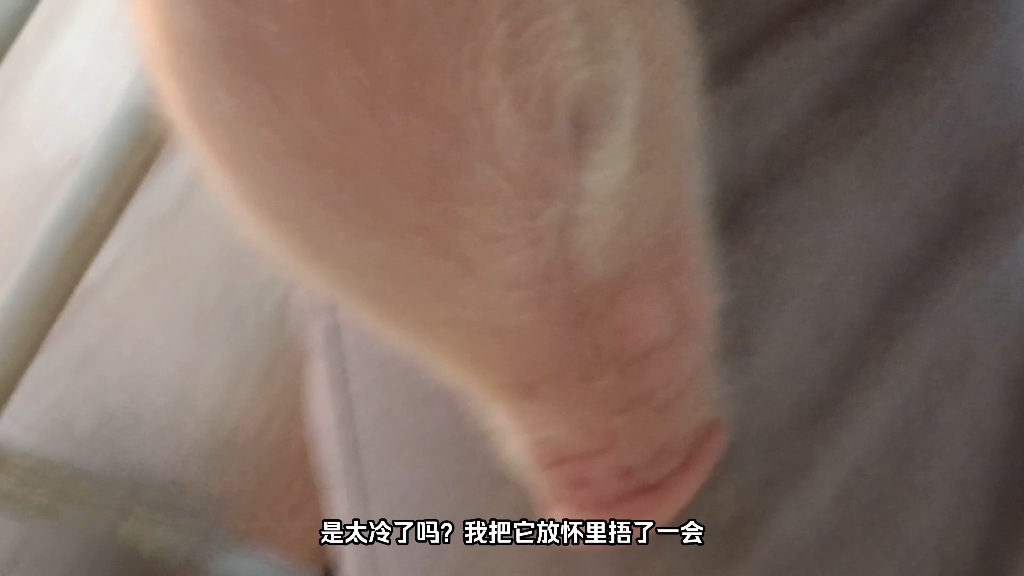 小猪猪刚出生的时候体质差...