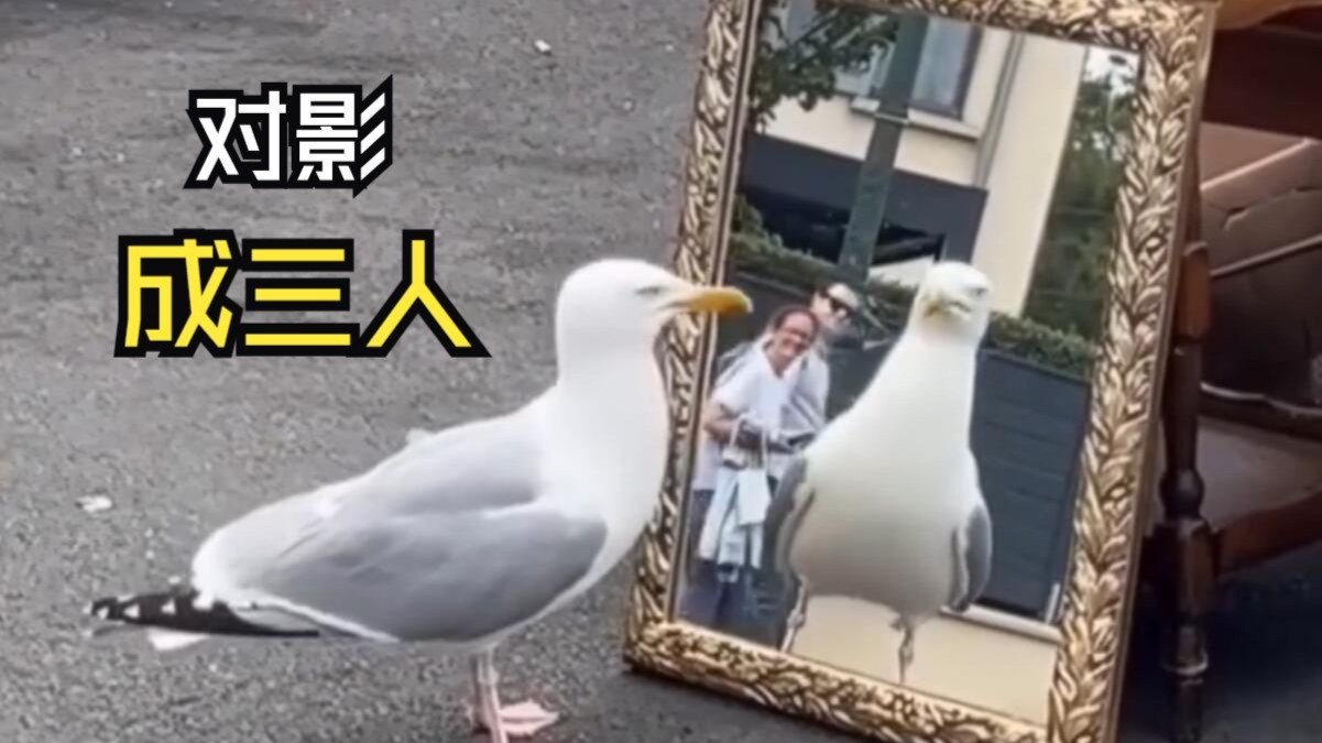 那些欢乐的动物视频！