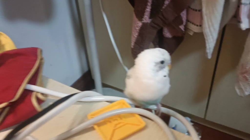 虎皮鹦鹉爱臭美