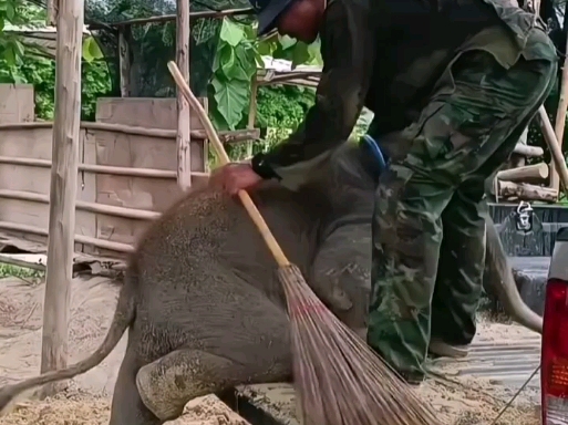 调皮小象执意要上车捣蛋