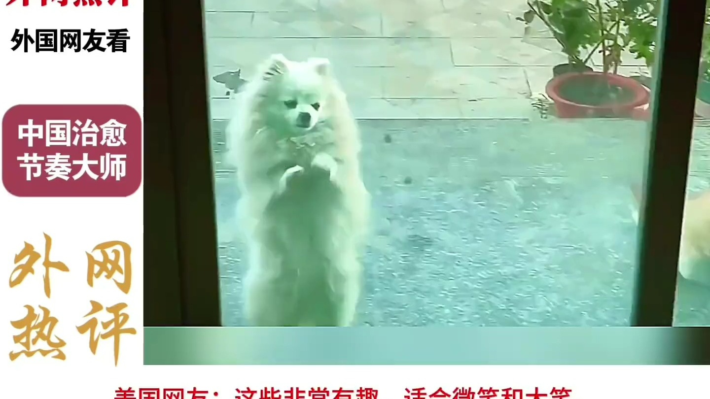 外国网友看中国的治愈视频...