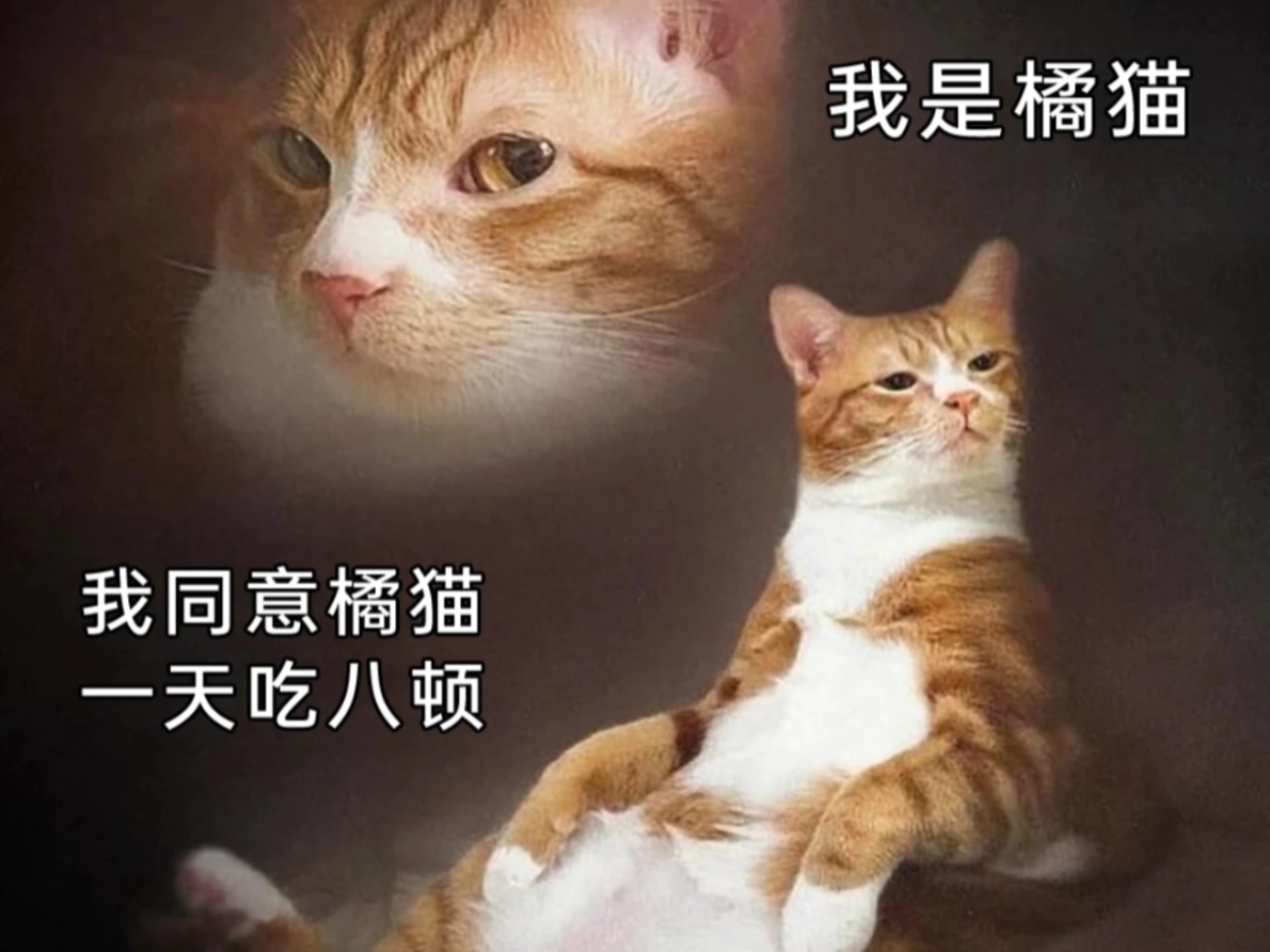 我是橘猫...我同意橘猫...