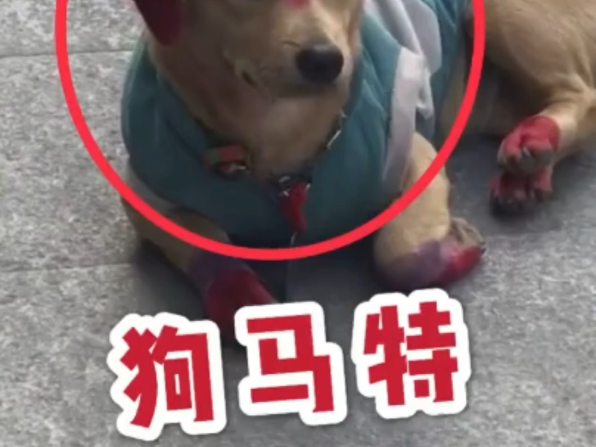 #搞笑视频#配音#娱乐#...