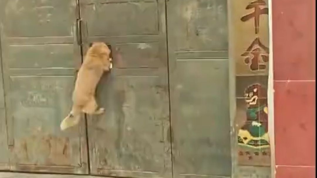 翻门钻洞 狗比猫还灵敏，...