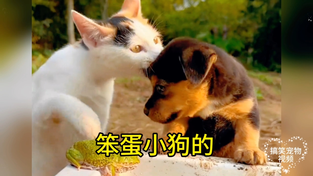 笨蛋小狗的倒霉日常，这样...