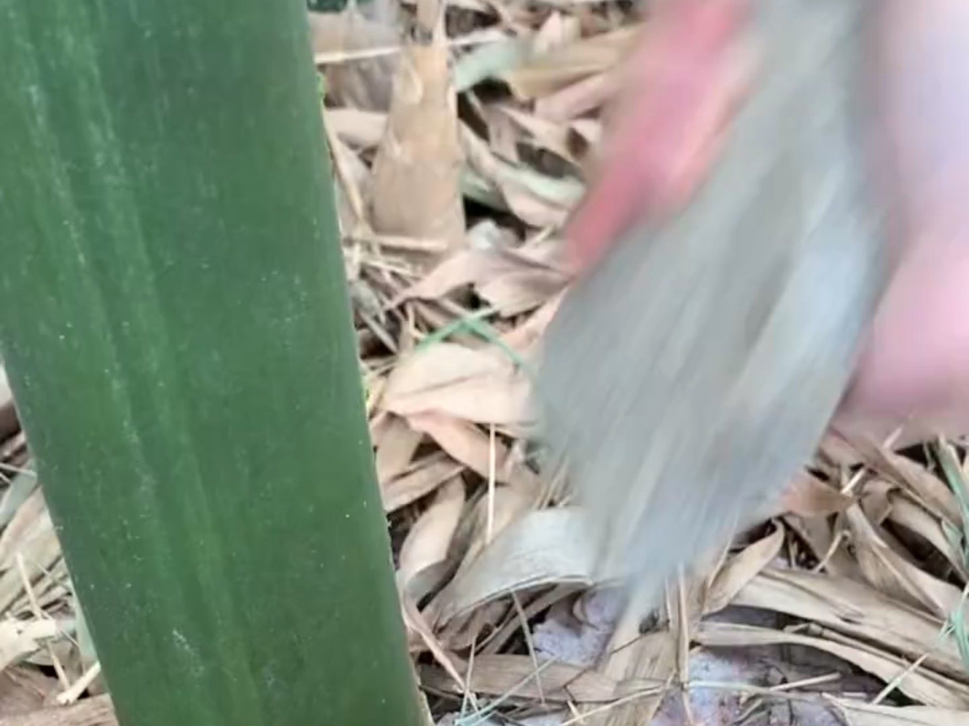 凭我的聪明才智能再度化险...
