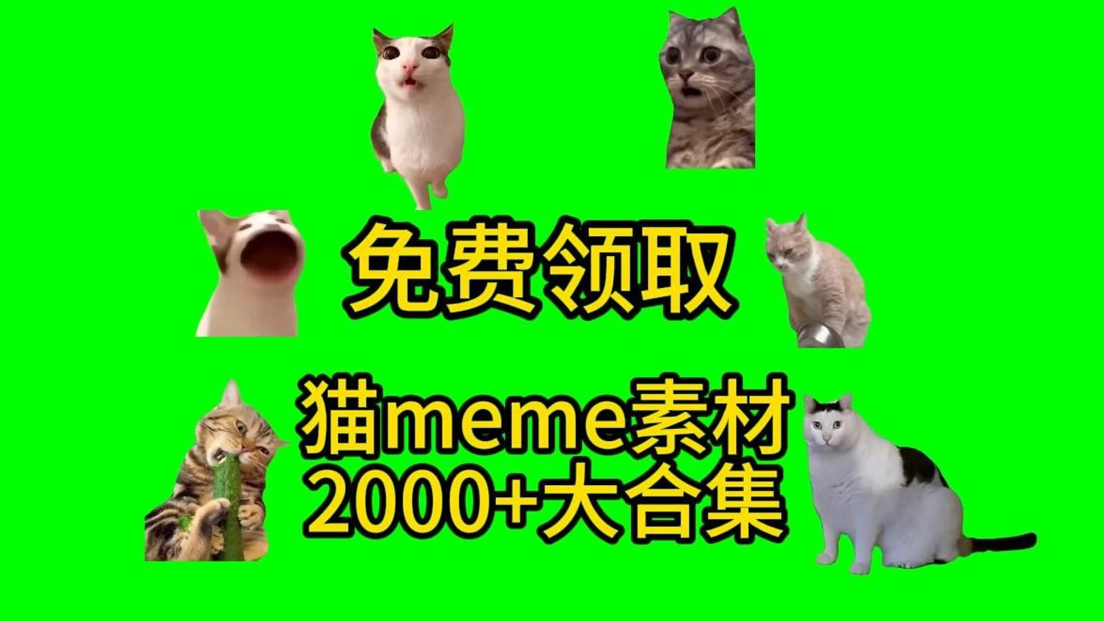 7月 猫meme绿幕素材...