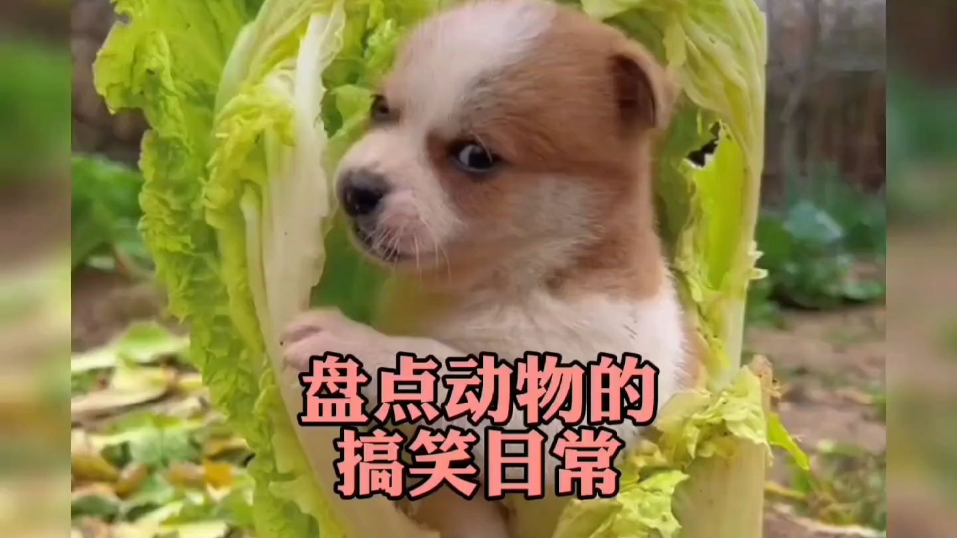 盘点动物搞笑日常