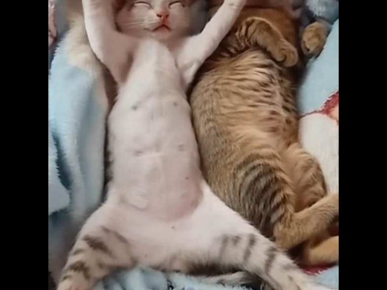 有没有猫猫学院