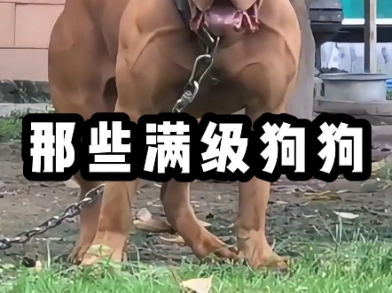 那些满级的狗狗，一条狗能...
