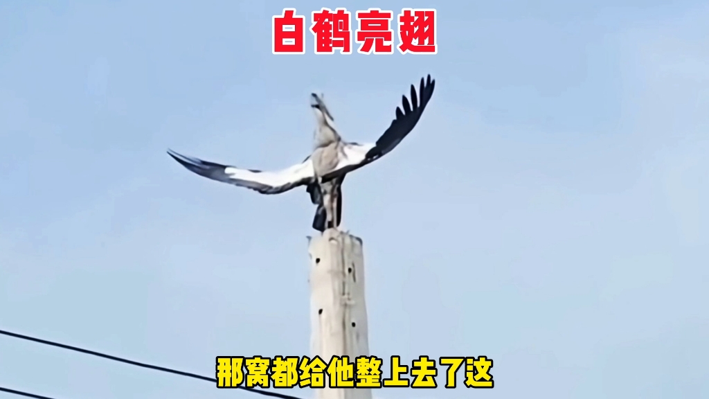 这傻鸟怎么神神叨叨的呢