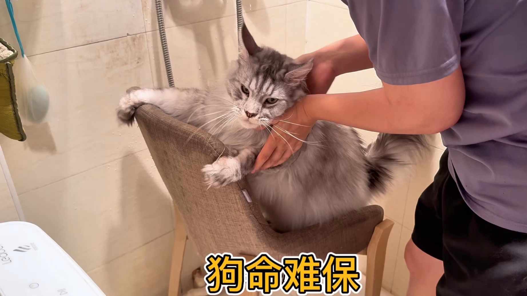 缅因：我玩水行，逼我洗澡...