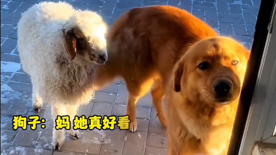 我家狗子带回来的朋友，一...