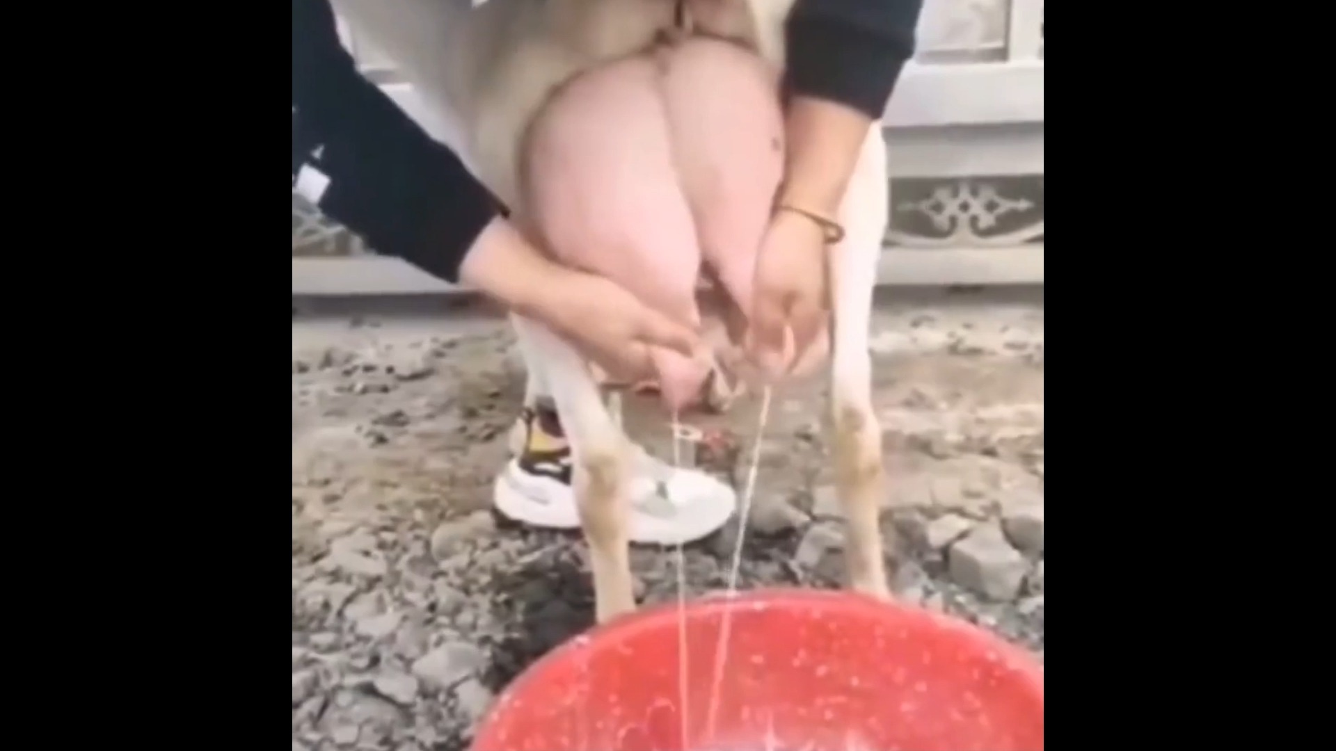 笑到肚子疼！这些搞笑瞬间...