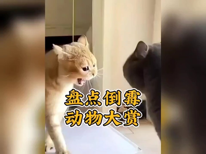 盘点倒霉动物大赏 #看一...